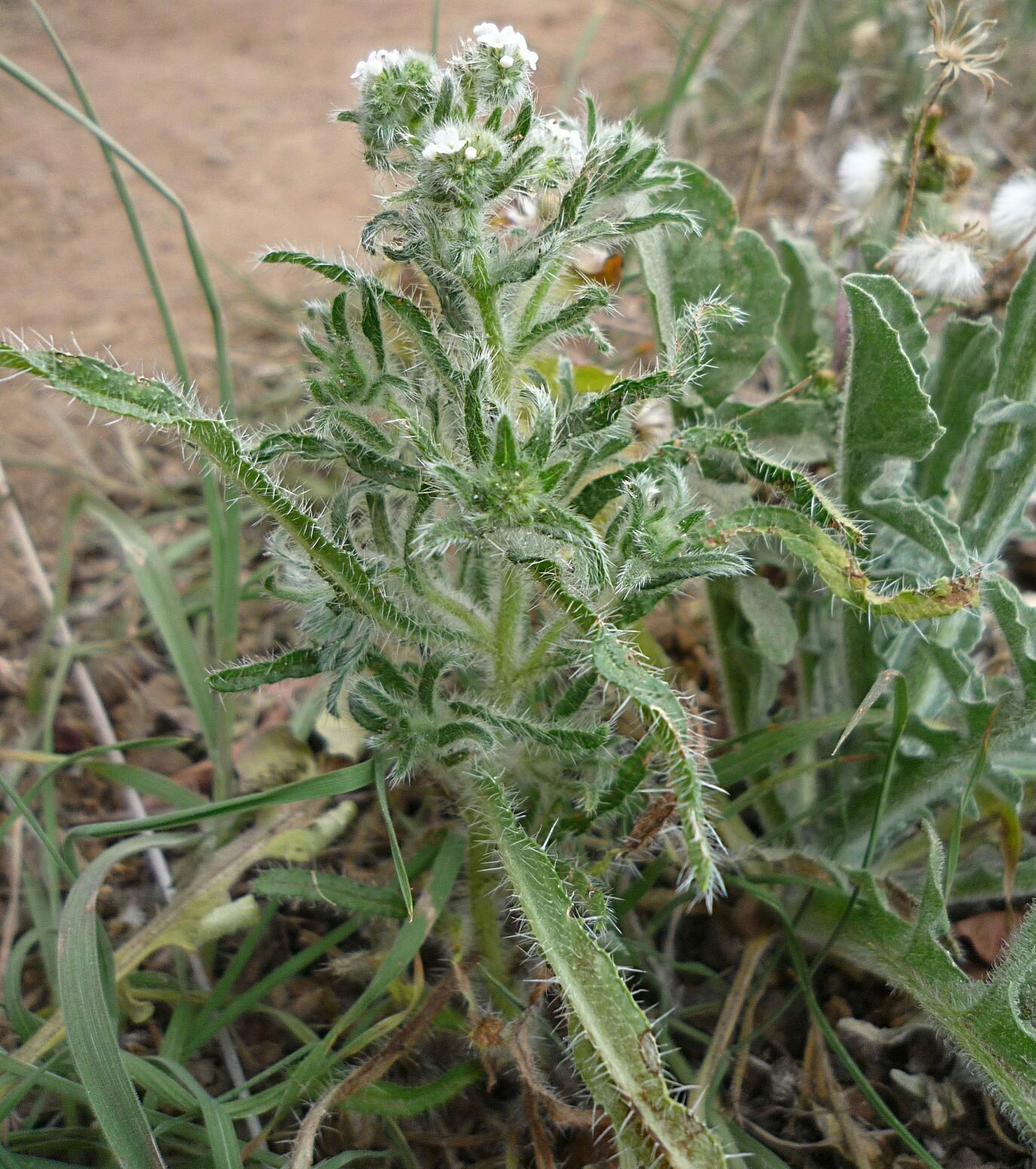 High Resolution Cryptantha decipiens Plant